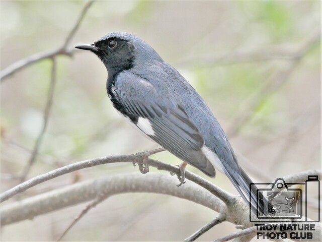 Black-throated Blue Warbler2