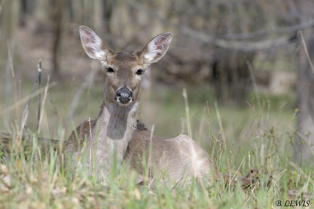 All Ears