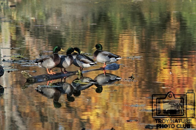 Mallard Reflections