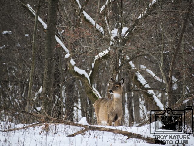 Winter Doe