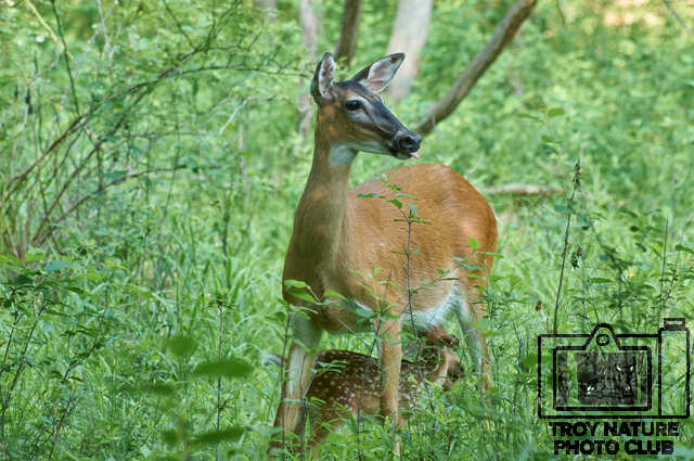 Fawn Nursing2