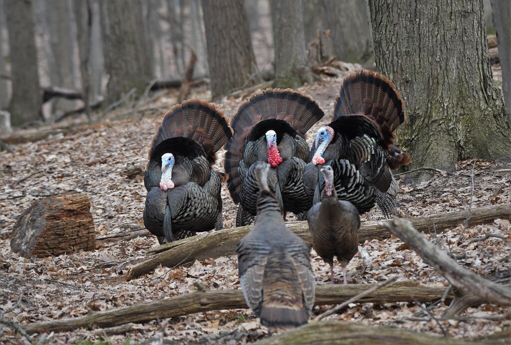 DSC_5859turkays