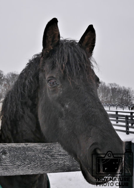 Black Horse