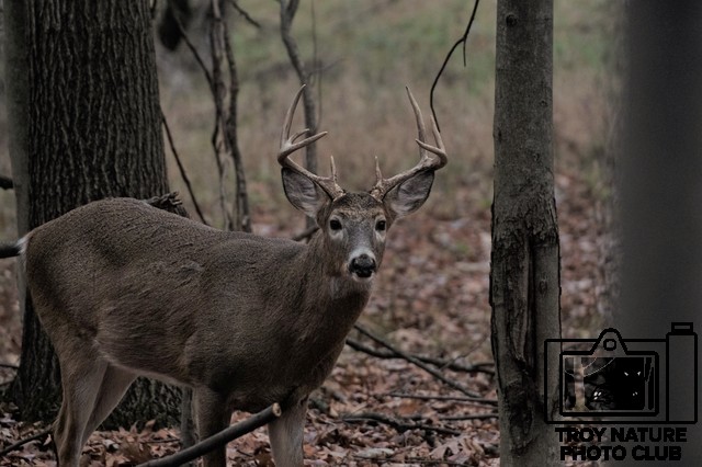 Whitetail Buck 3