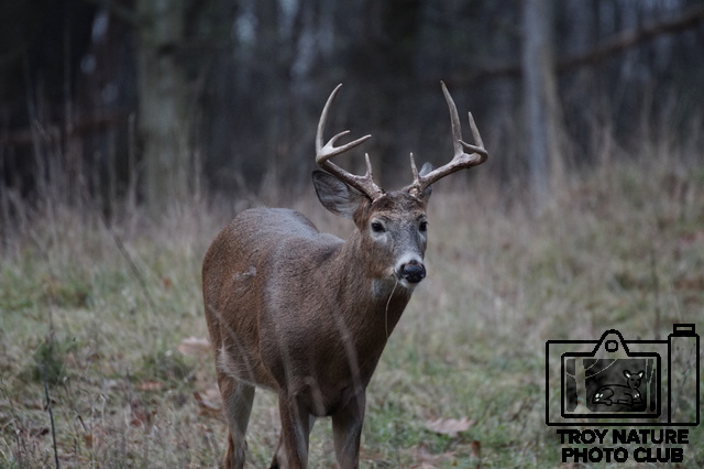 Whitetail Buck 6