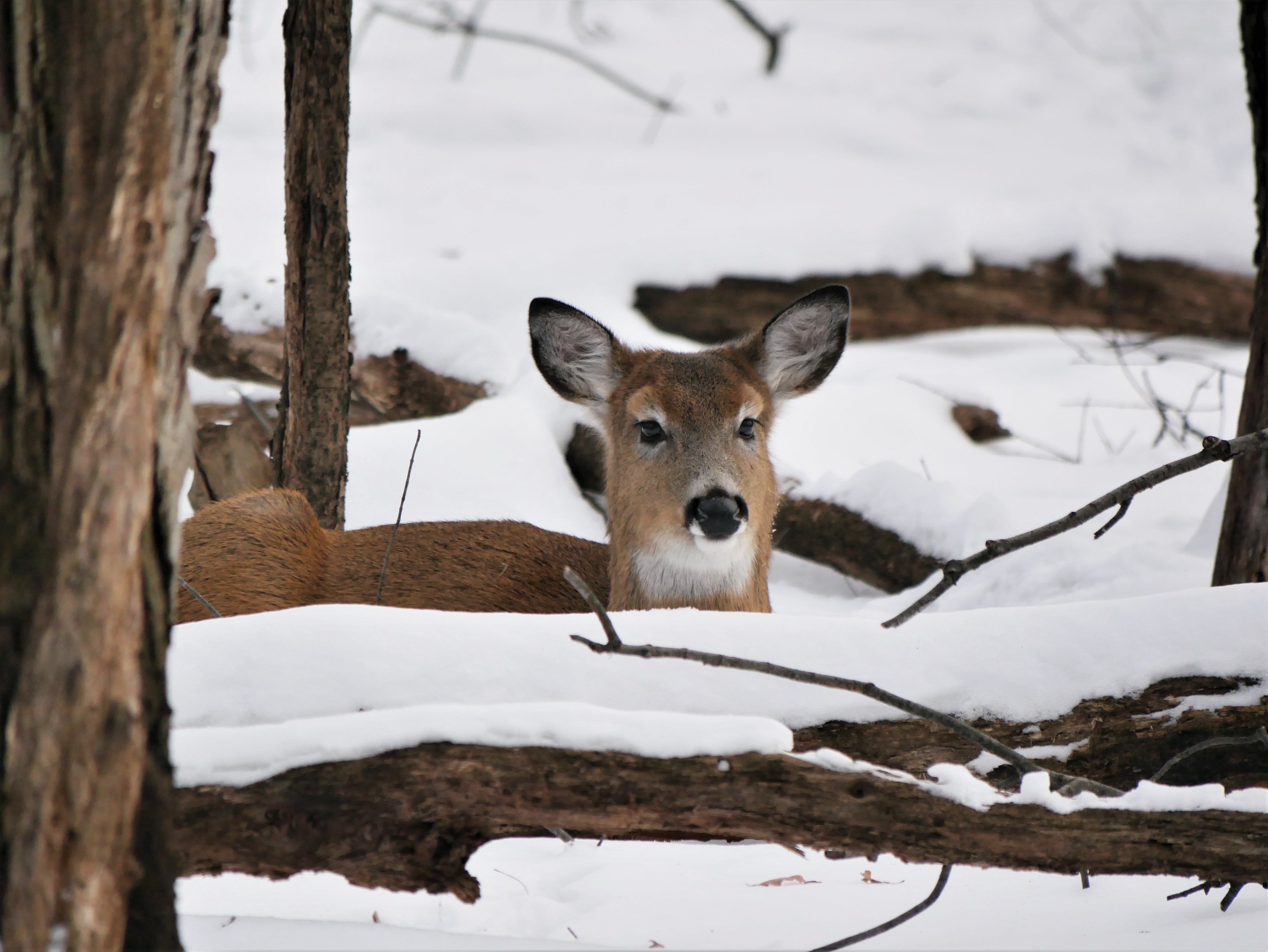 Young Whitetail