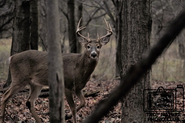 Whitetail Buck 1