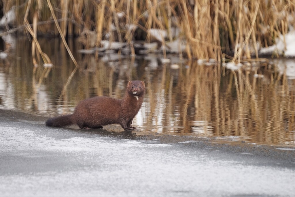 Think Mink 3