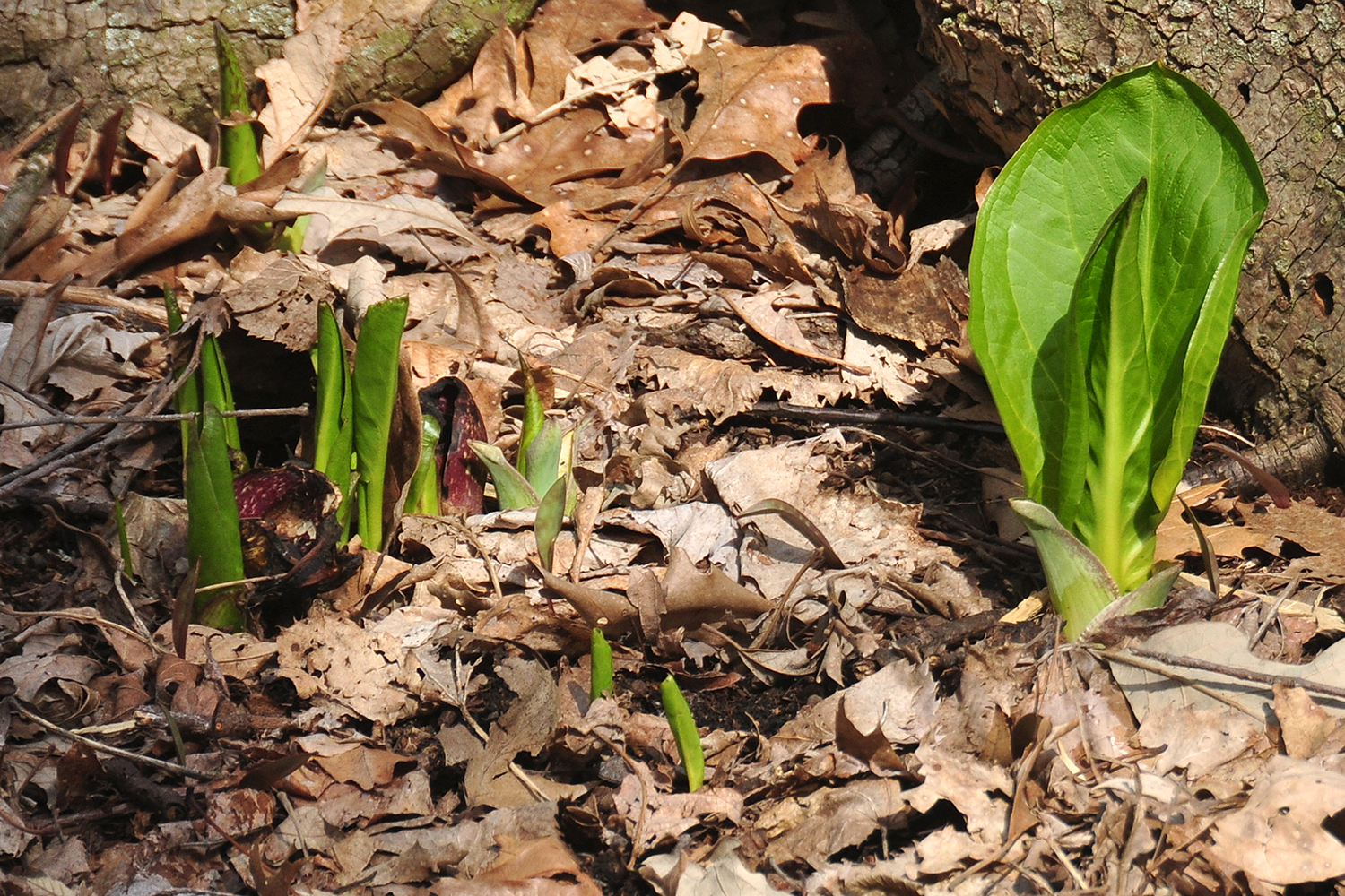 april-scenes_006