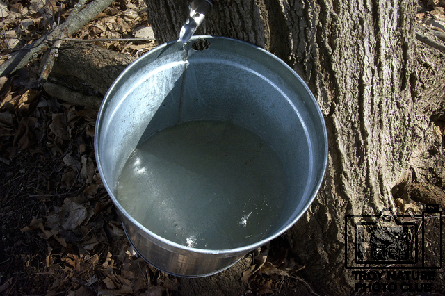 maple-syrup_051