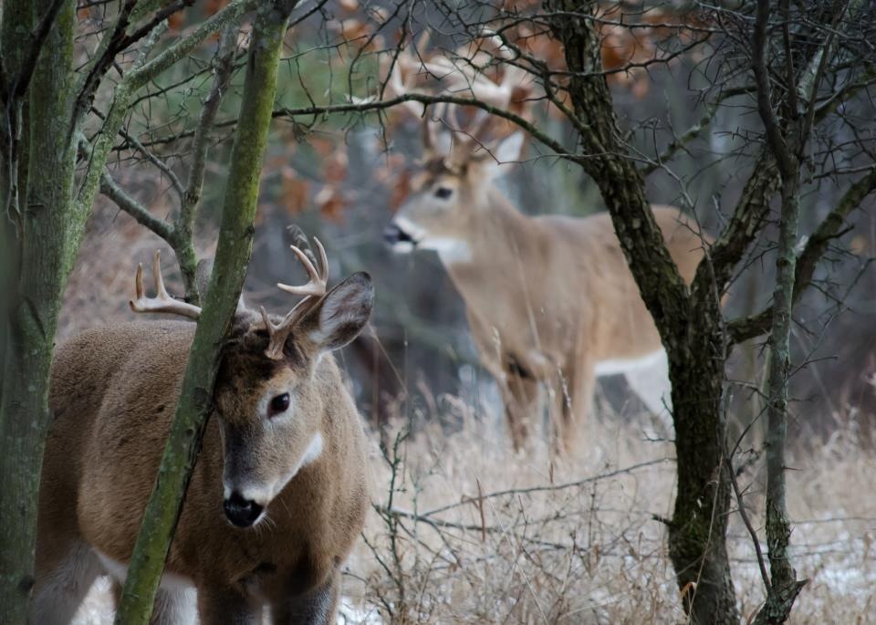 Double Buck