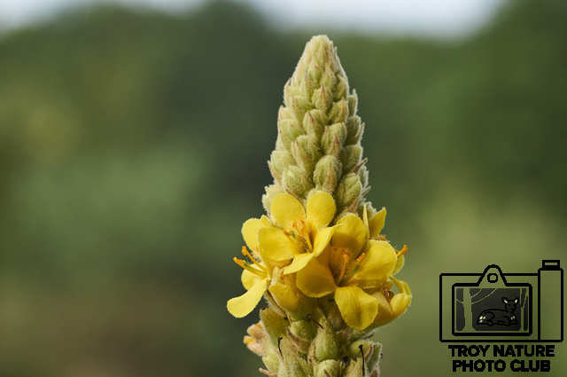 Bud