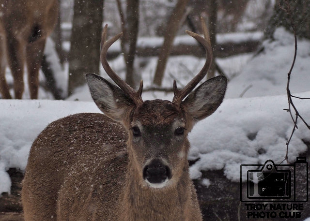 Winter Buck