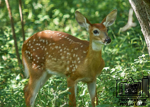 Fawn