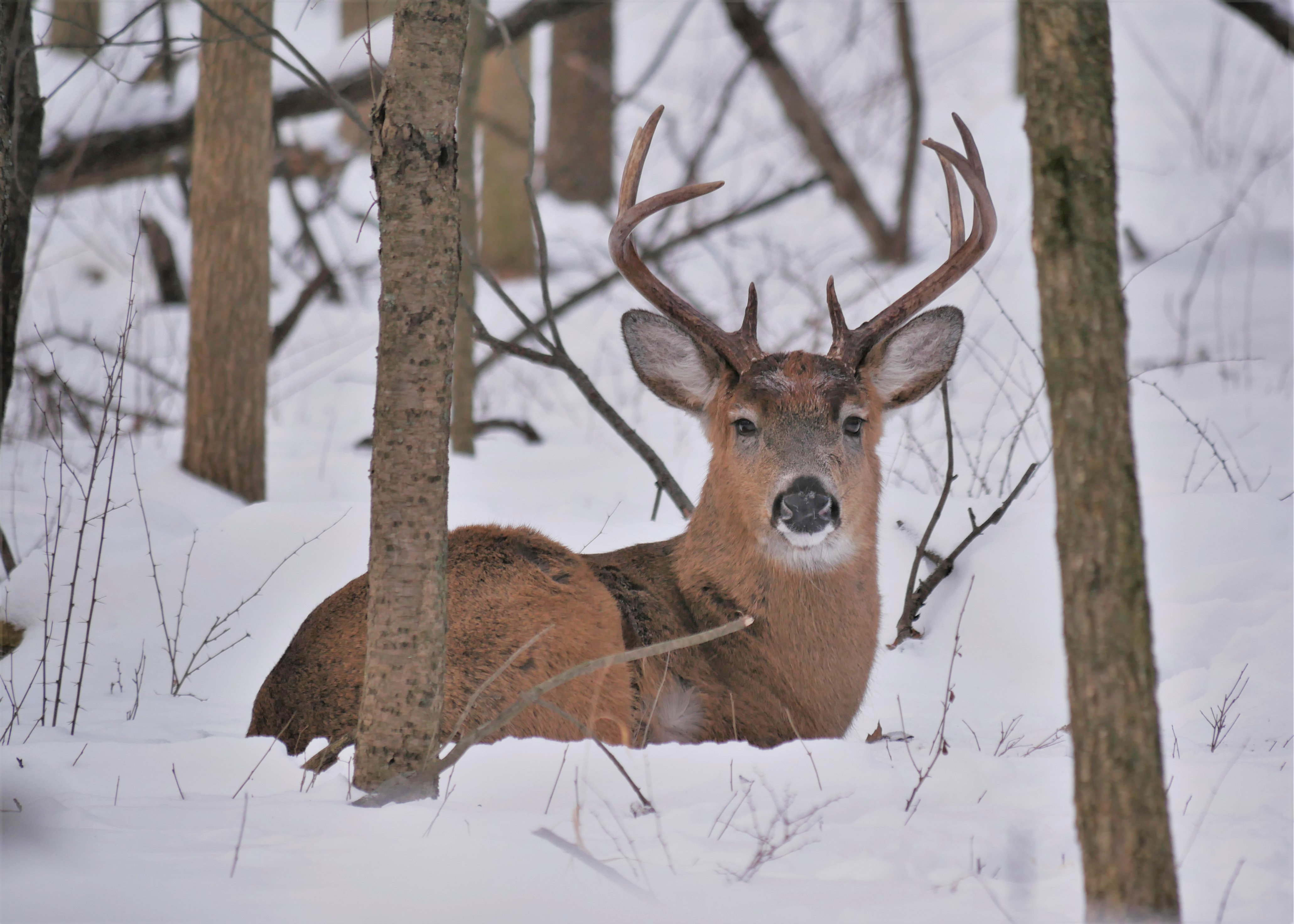 Stag