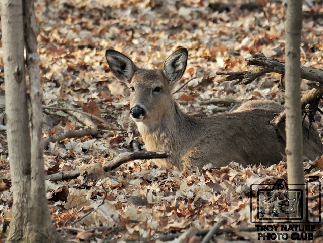 Whitetail