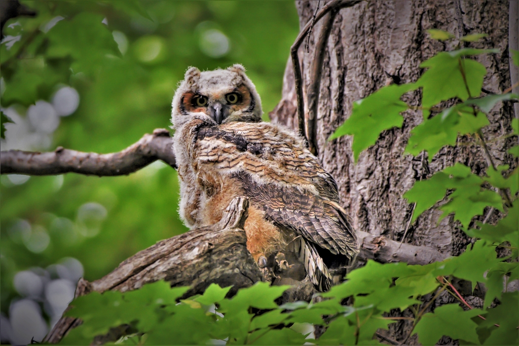 DSC_7836 (3) - Copy yung owl