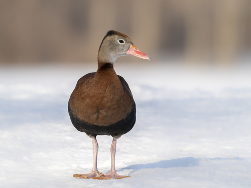 whistling-duck-2b-2-12-20_ss08