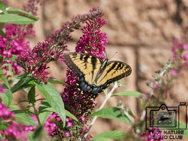 Yellow Swallowtail Timmer 02