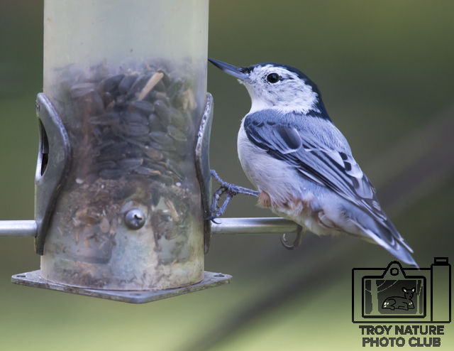 DSC_2605 PSR001c 110 x 85 White Breasted Nuthatch