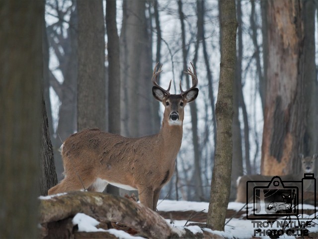 Buck1