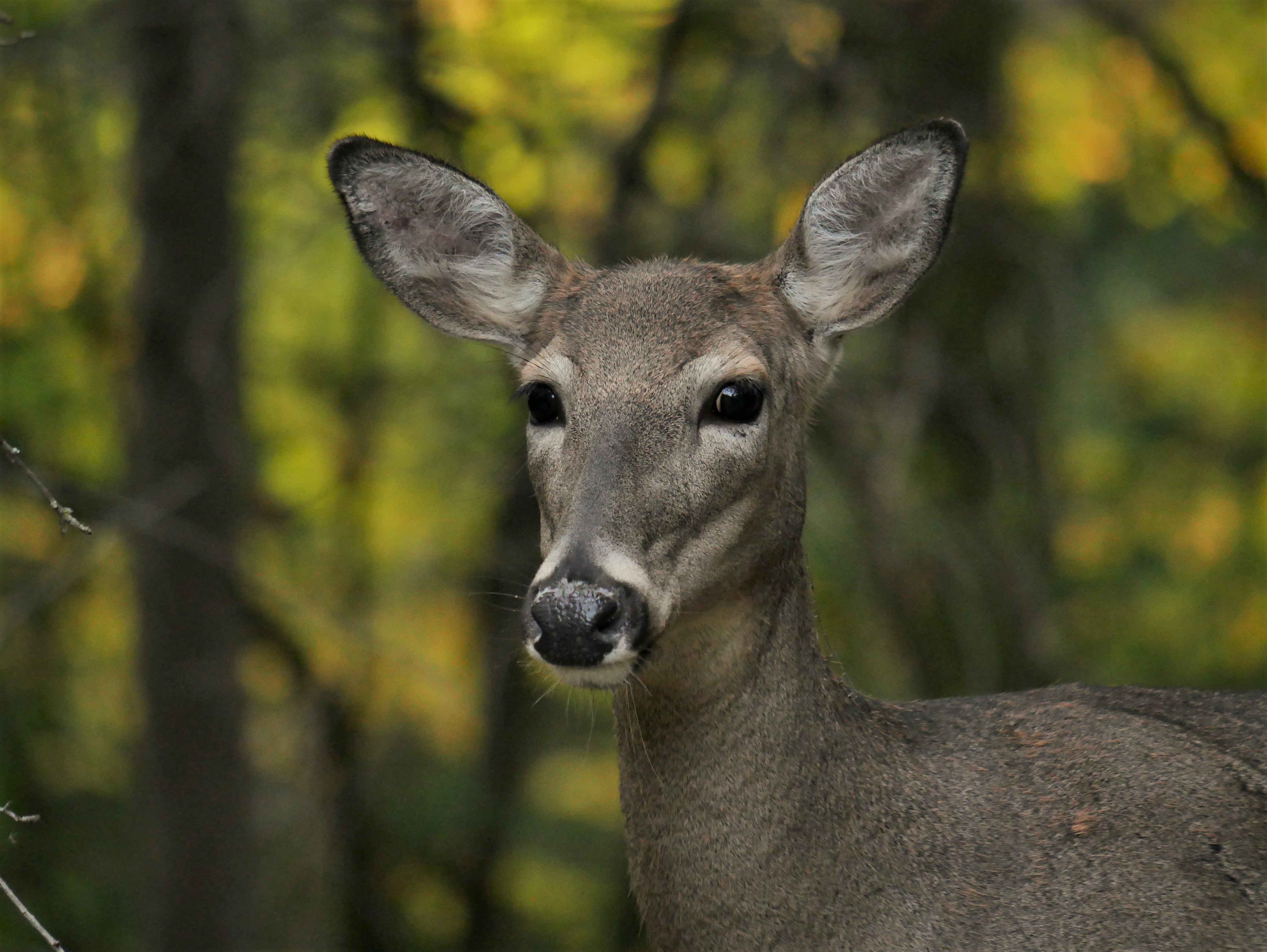 Doe
