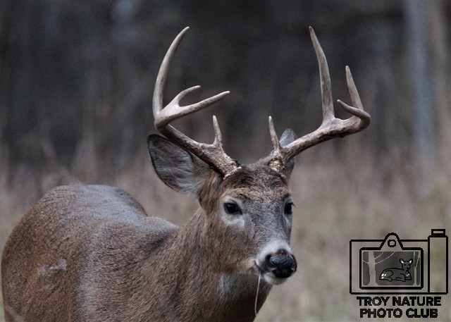 Whitetail Buck 7