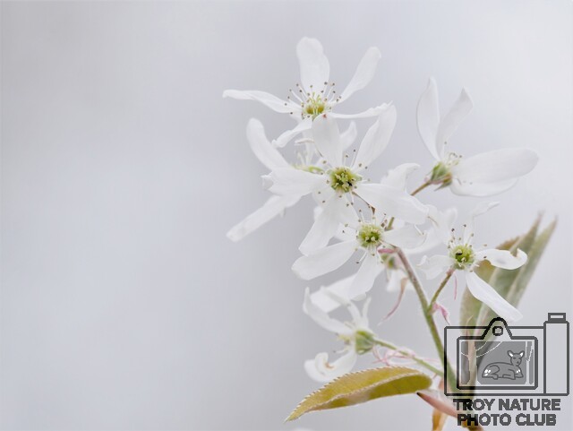 Blossom