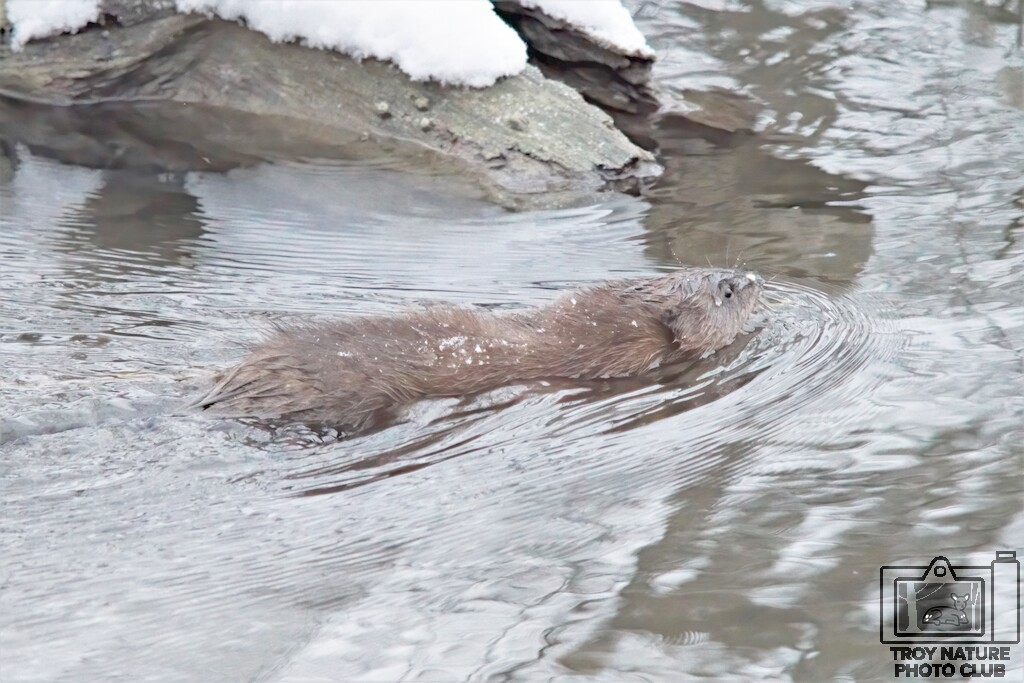 Muskrat B