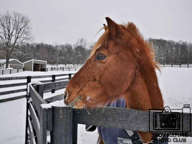 Copper Horse