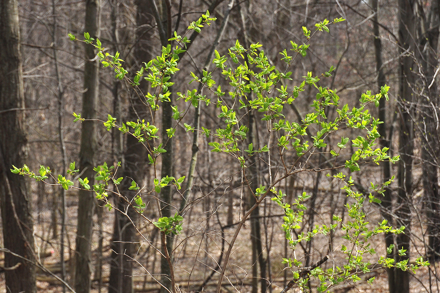 april-scenes_005
