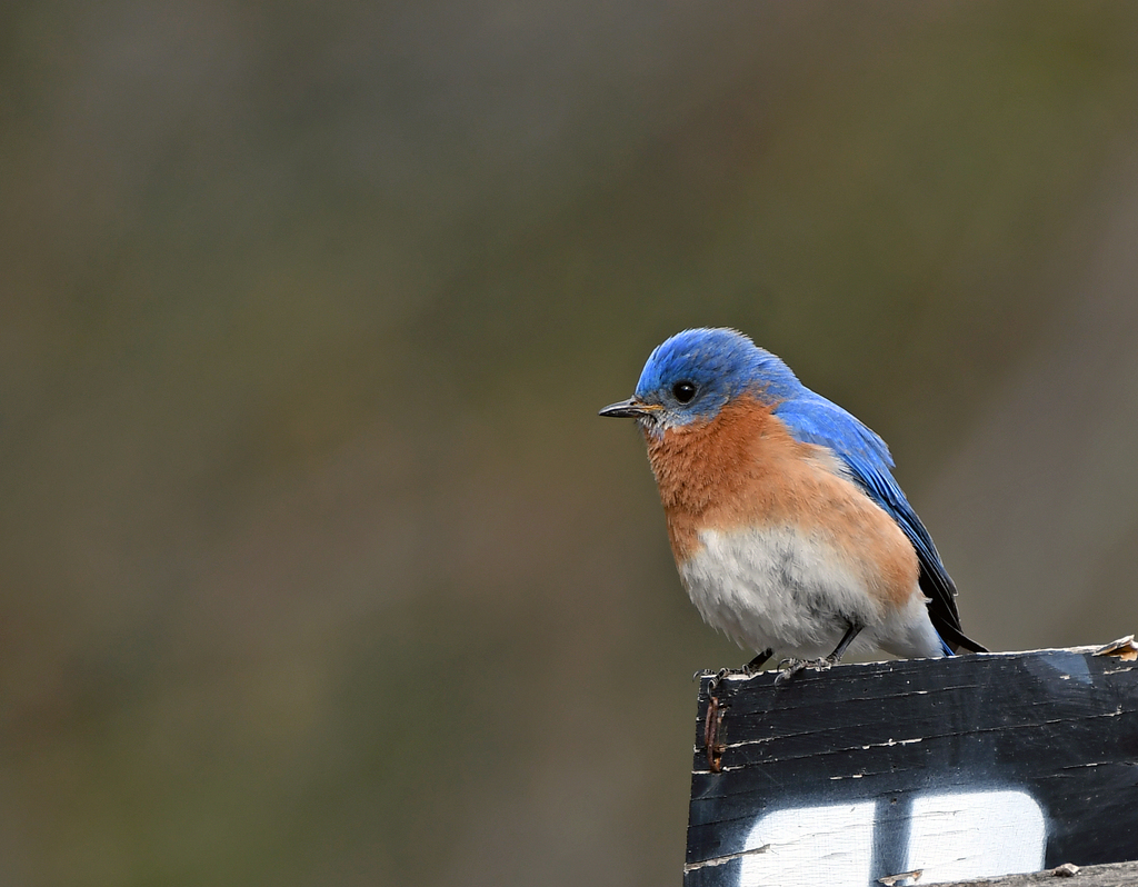 DSC_9209 copy Eastern Blue bird