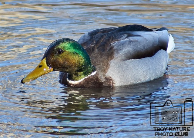 Mallard