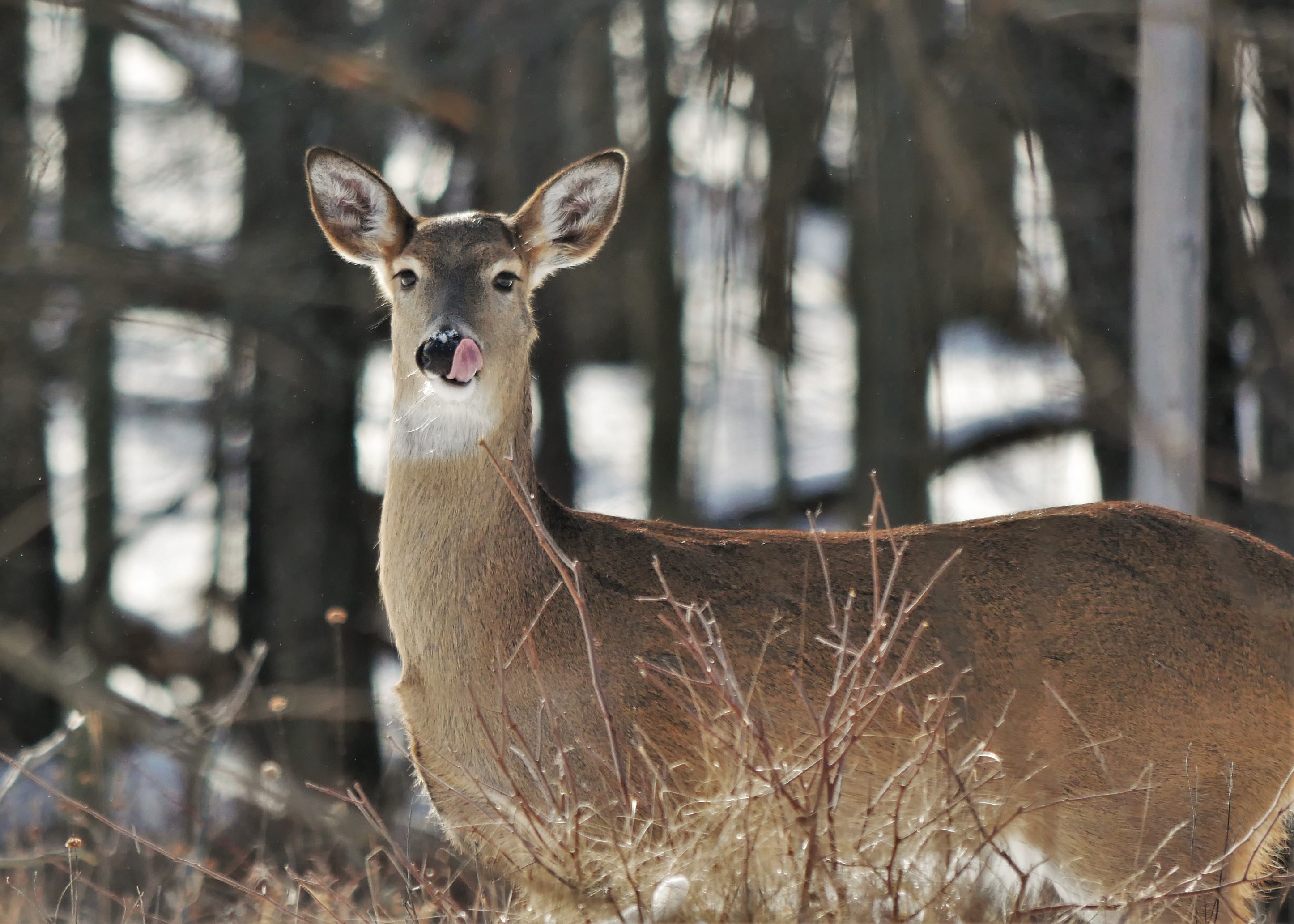 Tounge Two
