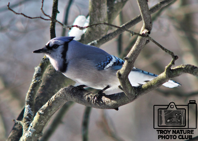 Bluejay