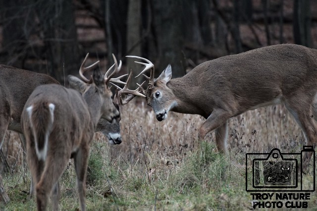 Buck Brawl 3