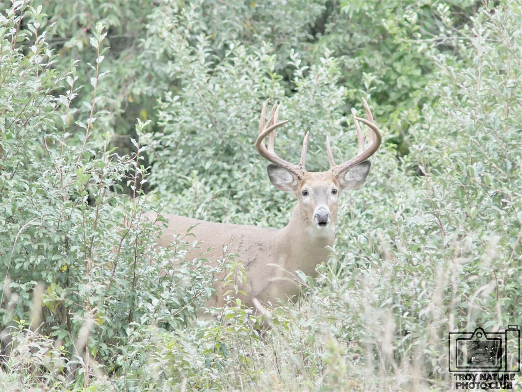 12 Point