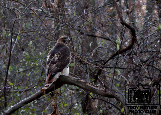 Red Tail Hawk