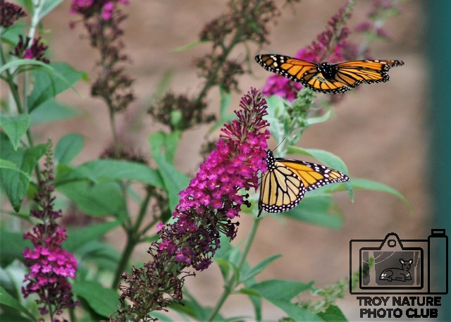 Monarch