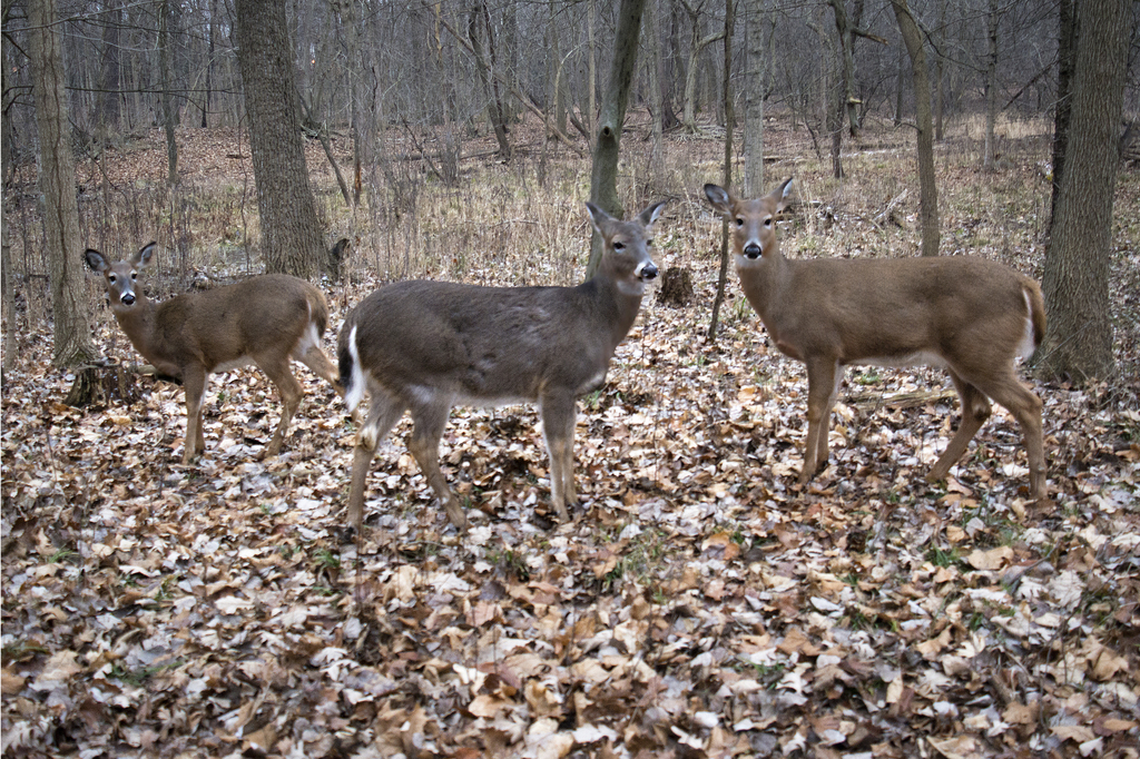 walk-jan24_001