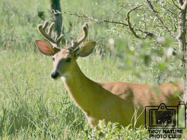 Velvet Whitetail
