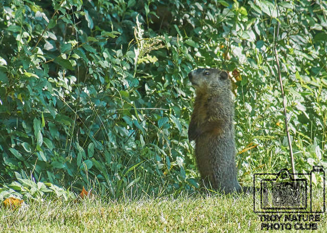 Wood Chuck
