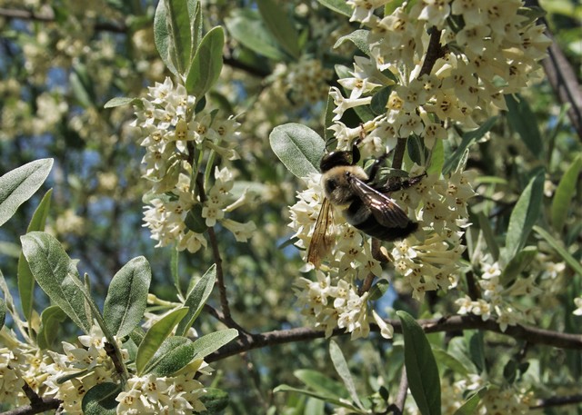 Busy Bee
