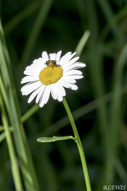 DSC_5757P