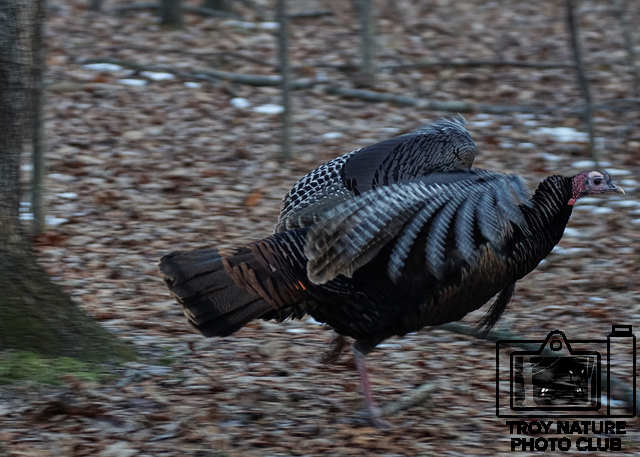 Turkey trot