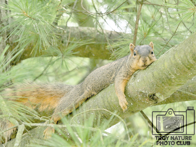 Lazy Squirrel