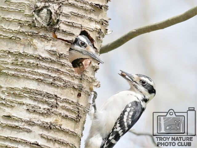 Downy Woodpecker2