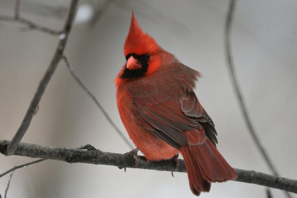 DSC_6635Norten Cardinal