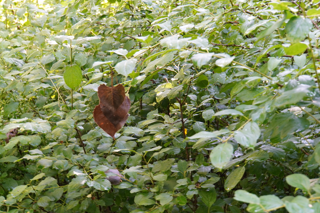 DSC05466
