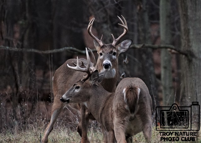 Buck Brawl 1